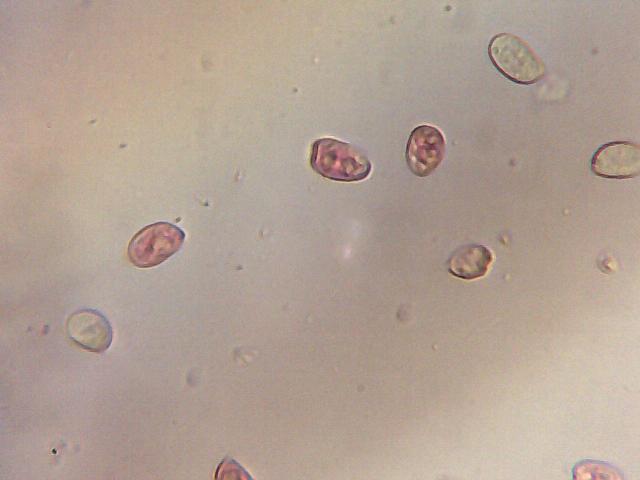 uscita con Zico e Luigi